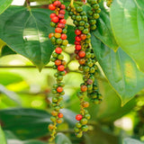 Piper Nigrum Live Plant, Black Pepper Herb Starter, 3 To 6 Inches Tall