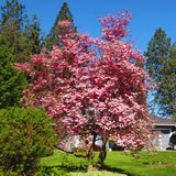 2 Pink Dogwood Trees, 6-12 Inch Live Plants In 2.5 Inch Pot, For Gardens