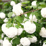 White Snowball Viburnum Shrub, 6-12 Inch Live Plant For Outdoor Gardens