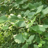 Live Ginkgo Biloba Tree Seedling, Yellow Shade Plant, 6-12 Inches Tall