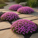 2 Creeping Phlox Live Plants, Pink Perennial Flowers, 4 To 8 Inches Tall
