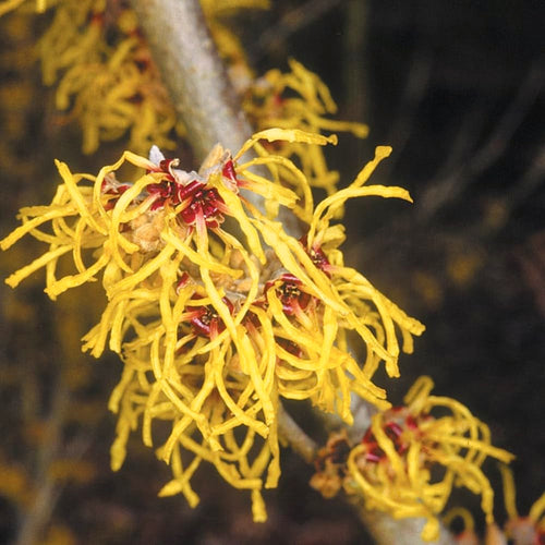 10 Live Yellow Witch Hazel Shrubs, Bare Root Plants For Outdoor Landscapes