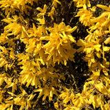Yellow Forsythia Live Shrub, 14-18 Inches Tall In A Gallon Pot, Well Rooted