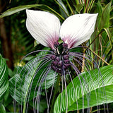Live White Tacca Houseplant In 4 Inch Pot, Rare Indoor Flowering Plant