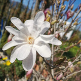 Live Star Magnolia Plant, Fragrant Blooms, 6-12 Inch Tall Garden Shrub
