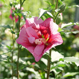 Live Red Rose Of Sharon, 6-13 Inch Potted Flowering Landscape Shrub Plant