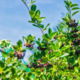 Live Black Chokeberry Berry Bush, 8-14 Inches Tall In A Quart Container