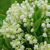 10 Lily Of The Valley Bulbs, White Fragrant Spring Flowers For Planting