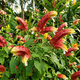 2 Live Red Shrimp Plants, Layered Flower Bracts, 4-7 Inches Tall For Pots