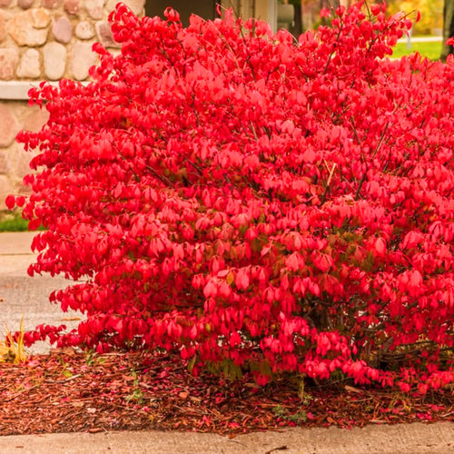 10 Live Dwarf Burning Bush Plants, 6-12 Inch Shrubs With Red Fall Foliage