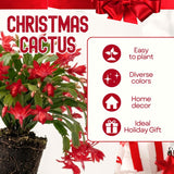 Live Christmas Cactus Plant, 4-7 Inches, Shelf Or Hanging Indoor Home Decor
