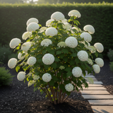 2 Live Snowball Viburnum Shrubs, Hardy Outdoor Plants, 1-2 Feet Tall Each