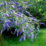 Live Light Blue Buddleia Butterfly Bush, 5-9 Inch Perennial Garden Plant