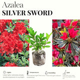 2 Live Silver Azalea Plants, Perennial Flower Shrubs, 5-10 Inches In Height