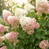 Live White To Pink Hydrangea Shrub, 6-12 Inch Potted Flowering Garden Plant
