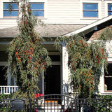 2 Live Holly Shrub Plants, Well-Rooted, 4-6 Inches Tall For Home Gardens