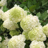 Live Hydrangea Bush, Light Green Garden Shrub, Starter Plant 5-11 Inches