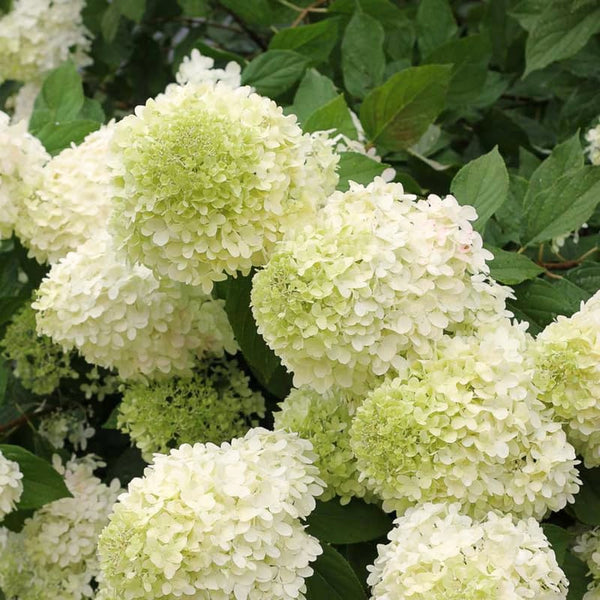Live Hydrangea Bush, Light Green Garden Shrub, Starter Plant 5-11 Inches