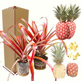 2 Live Florida Special Pineapple Plants, 4-6 Inch, Patio Container Garden