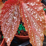 2 Live Pink Spot Begonia Maculata Plants, Angel Wing, 5-9 Inches Tall Set