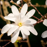 Cold Hardy Live Star Magnolia Flower Tree, 6-12 Inch Landscape Garden Plant