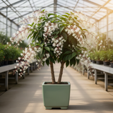 Live Wallichii Clerodendrum Vine, White Light Bulb Flower, 5-9 Inches Tall