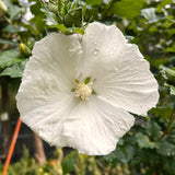 White Rose Of Sharon Live Shrub, 6-13 Inch Potted Garden Hibiscus Plant
