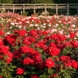 2 Live Climbing Rose Plants, Fragrant Mixed Colors, Blooming Rose Bushes