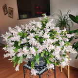 2 Live White Christmas Cactus Plants, 4-7 Inch Holiday Houseplants Displays