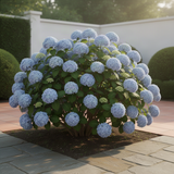 Live Blue Hydrangea Flowering Shrub, 5-10 Inches Tall, Outdoor Garden Plant