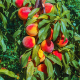 Sweet Peach Live Tree Plant For Garden, 20-26 Inches Tall, 1 Gallon Pot