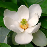 Live Sweetbay Magnolia Plant, 6-12 Inch Tall, Fragrant Flowering Shrub