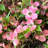 Deciduous Pink Dogwood Tree, Spring Blooms For Landscapes, 2.5 Inch Pot