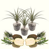2 Sugarloaf Pineapple Live Plants, 4-6 Inch, Tropical, No Pot, Fast-Growing