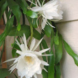 Live White Night-Blooming Orchid Cactus, 4-5 Inch Tall Plant In 4 Inch Pot