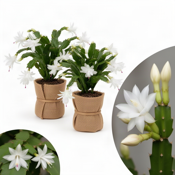2 Live White Christmas Cactus Plants, 3-6 Inch Indoor Gift Houseplants