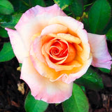Live Sunset Heirloom Rose Plant, 7-10 Inches Tall, Lavender-Blue Flowers