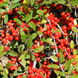 Live Yaupon Holly Bush, 4-6 Inch Hardy Shrub For Garden Landscape Areas