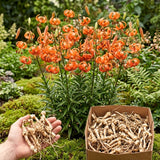 5 Turks Cap Lily Bulbs, Orange Tiger Lily-Like Flowers For Fall Planting