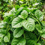 Live Malabar Spinach Vine, 4-8 Inches Tall, Starter Plant In 4-Inch Pot