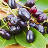 Live Black Plum Fruit Tree Plant, 22-26 Inch Tall, 1 Gallon Pot For Gardens