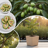 Live June Plum Tree In 1 Gallon Pot, 2-3 Feet Tall, For Garden Planting