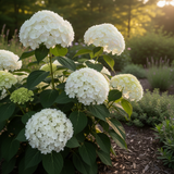 White Snowball Viburnum Shrub, 6-12 Inch Live Plant For Outdoor Gardens