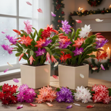 2 Live Christmas Cactus Plants, Multicolor Blooms, 4-8 Inch Houseplants