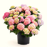 Live Hydrangea Shrub, Pink To Blue-Purple Blooms, 5-9 Inches Tall Plant