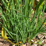 3 Heirloom Leek Chives Herb Plants, Live Chives Measuring 4 Inches Tall