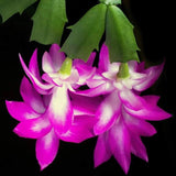2 Live Purple Christmas Cactus Plants, 4-7 Inch Holiday Houseplants Decor