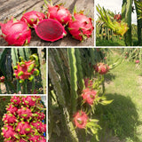 Live Red Dragon Fruit Plant In 4-Inch Pot, For Outdoor Garden Containers