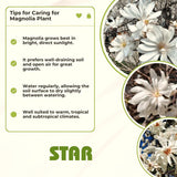Live Star Magnolia Tree, 6-14 Inch Flowering Plant For Spring Garden Spaces