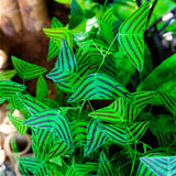 Live Christia Obcordata Decorative Foliage Plant, Butterfly Leaves, 5-9 In